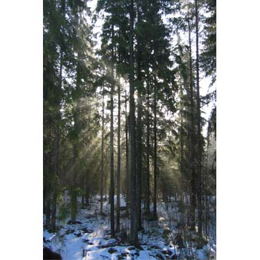 n56